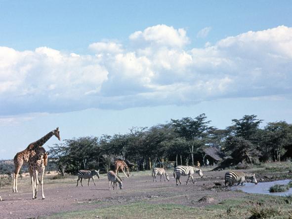 Sweetwaters Tented Camp - Waterhole 